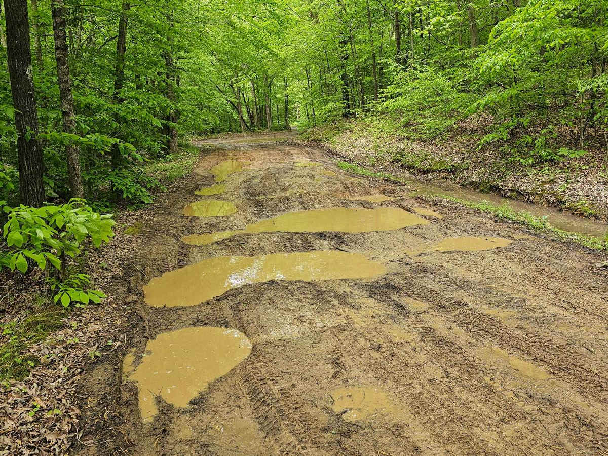 Forest Service Road 403 photo 4