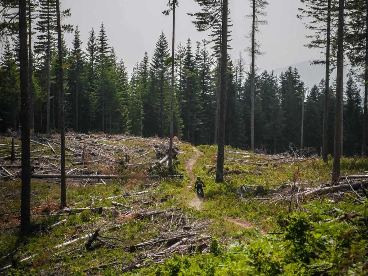 Beason Meadows 228 (Part 2) photo 5