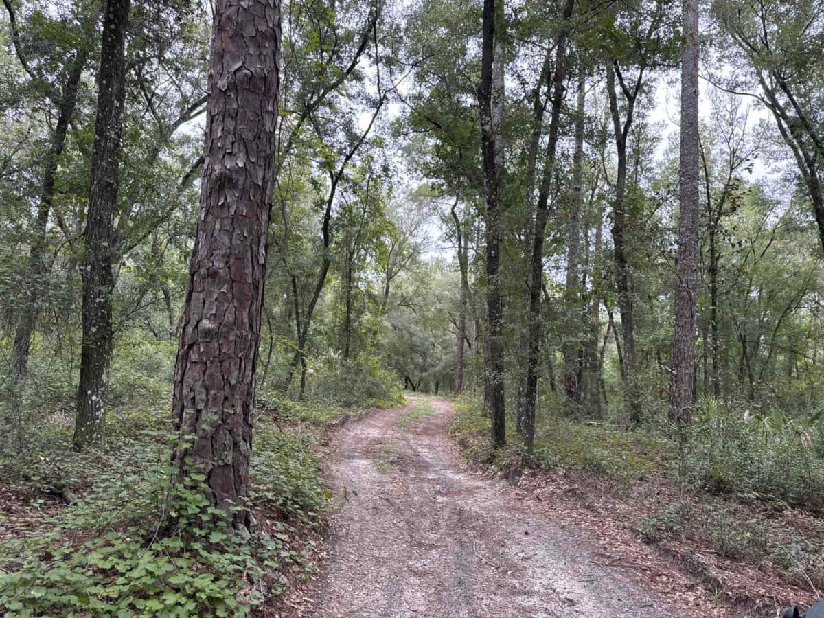 Ocala National Forest 24ST 3.2A trail photo
