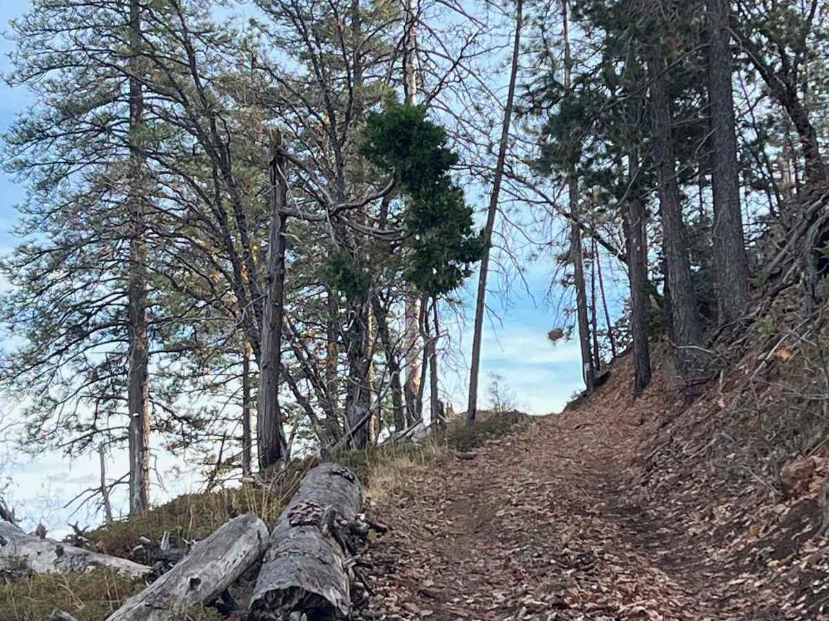 Trumbull Peak photo 6