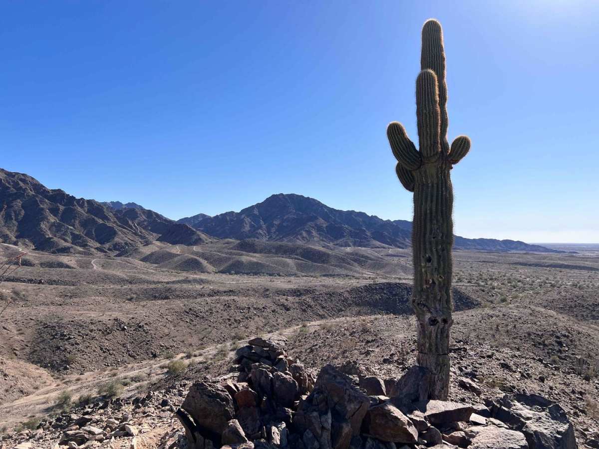 The Saguaro that Watches Over Yuma trail photo