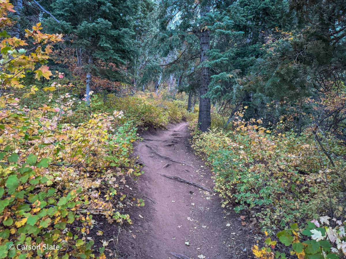 Mueller Park photo 5