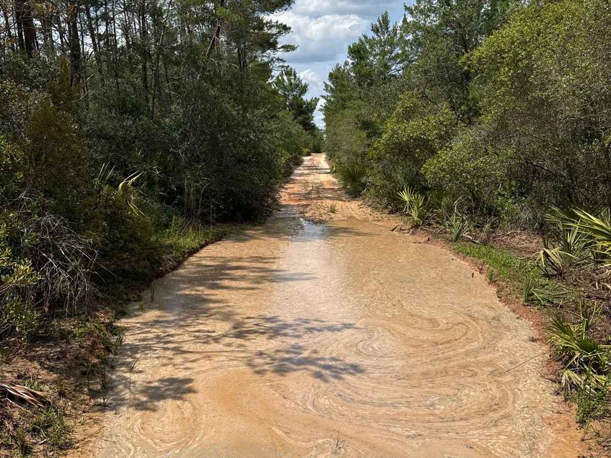 Ocala National Forest 40-14.6 photo 3