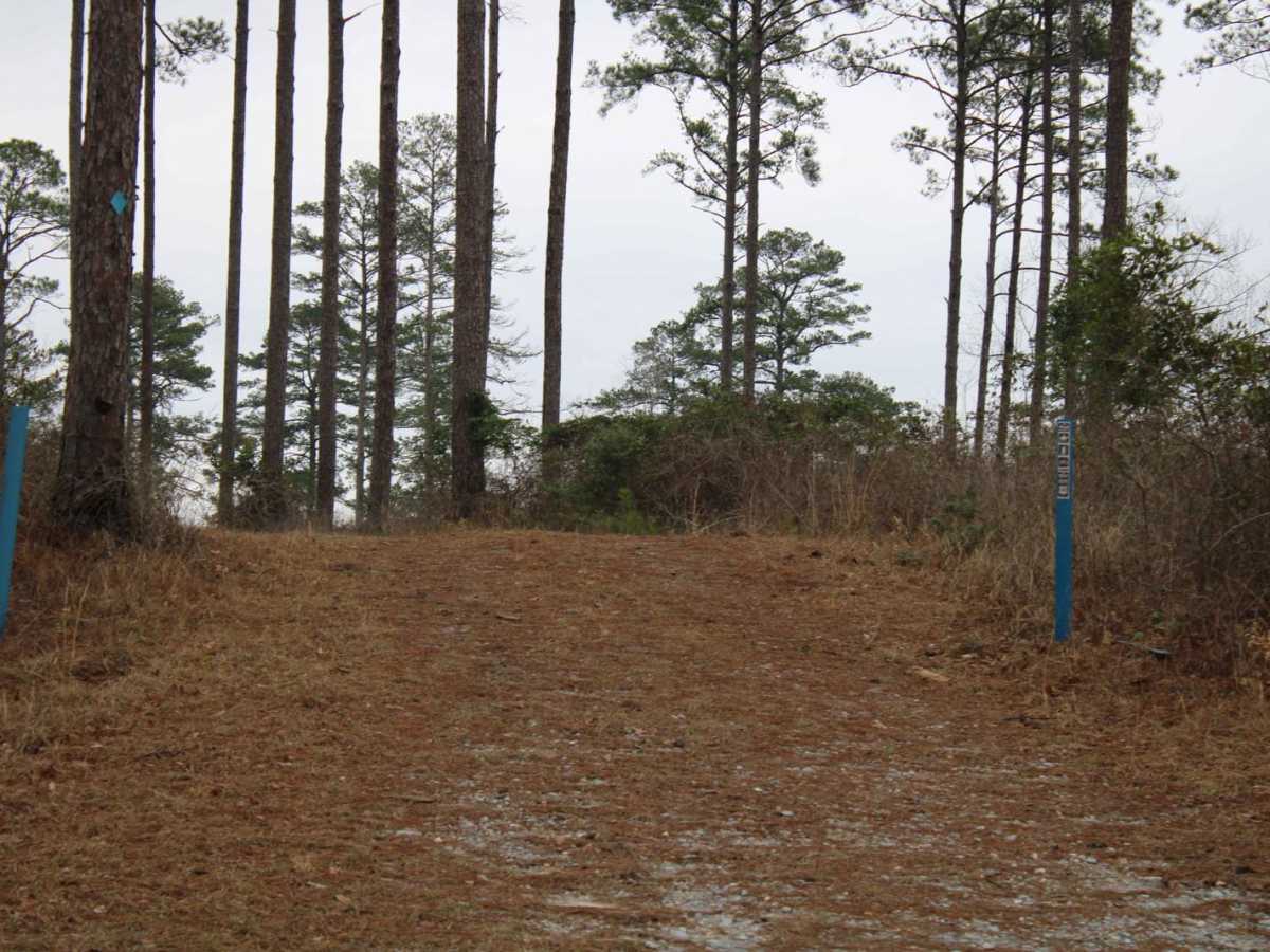 Gum Springs Campground photo 5