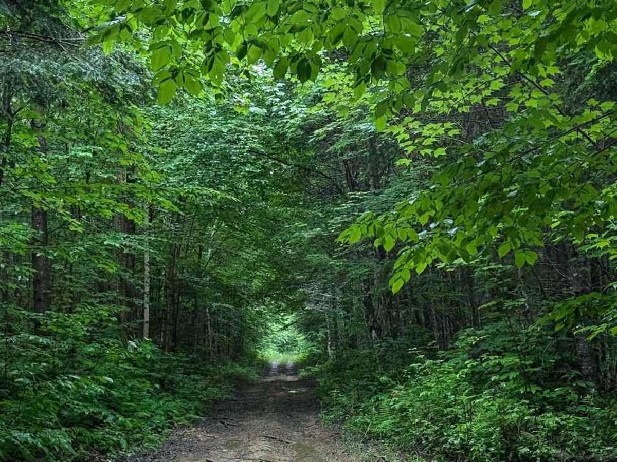 Coac Shortcut trail photo