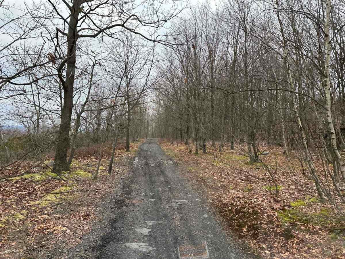 Locust Gap 77 photo 2