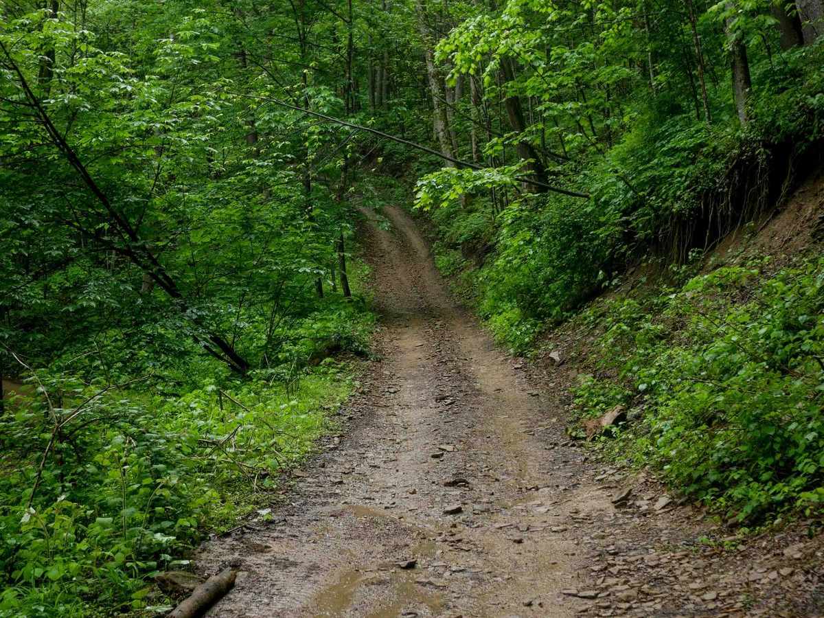 RH 49 trail photo