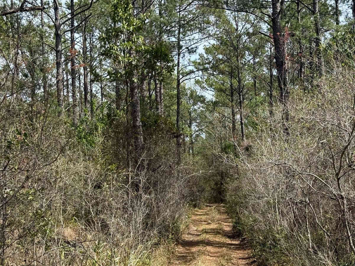 Pringle Road Spur 1 photo 2