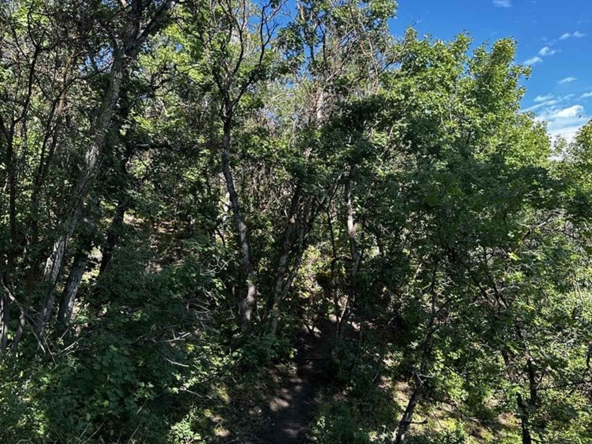 Upper Packard Canyon Trail photo 2