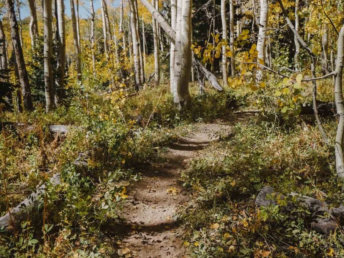 Hornet Trail photo 3