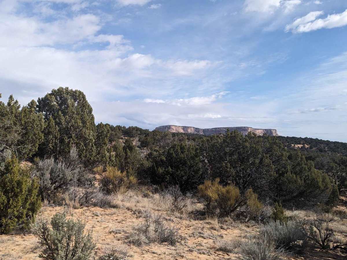 BLM 558/Inchworm photo 2