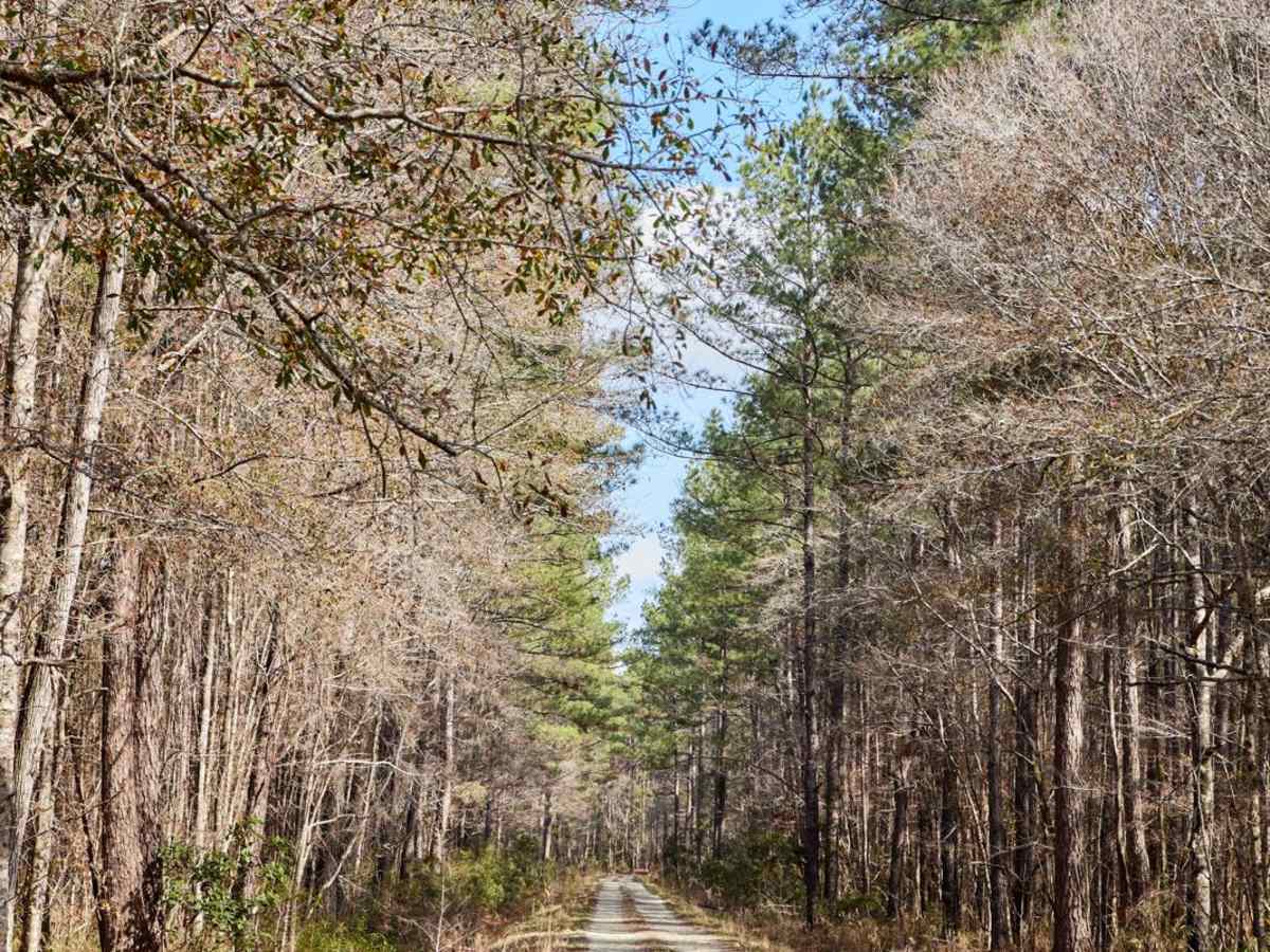 FSR124 - Freeman Road photo 2