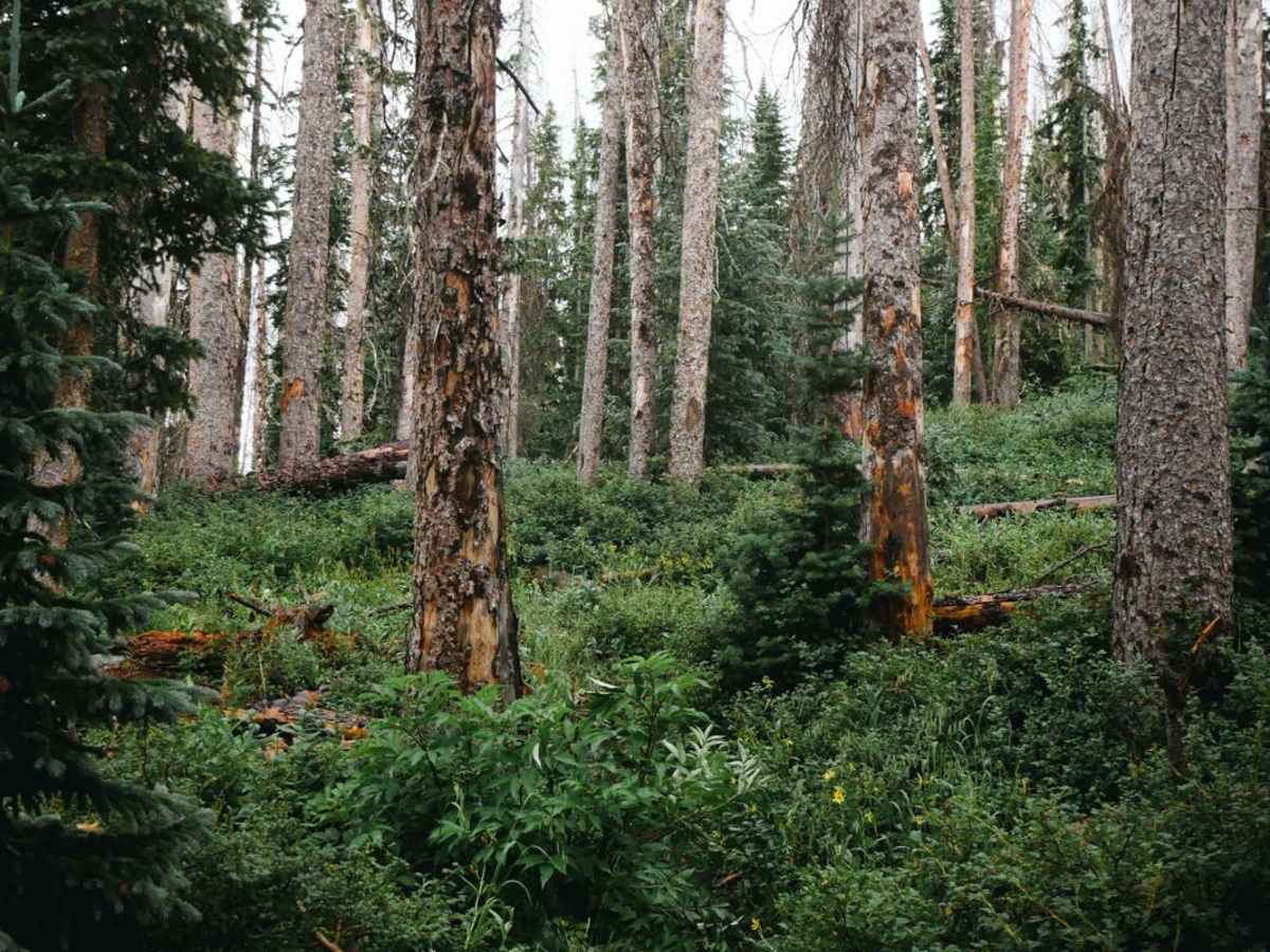 Willow Mountain Trail photo 5