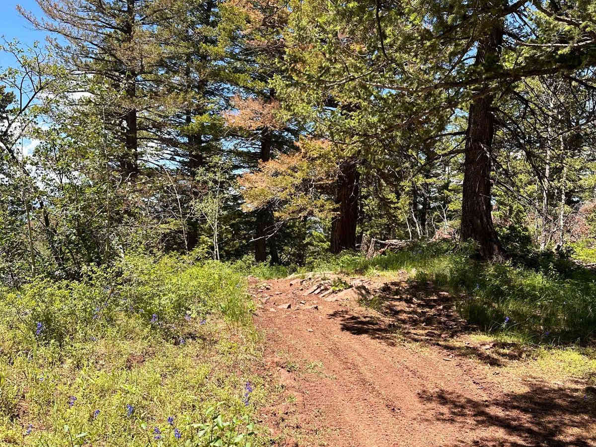 Green Gate Trail photo 3