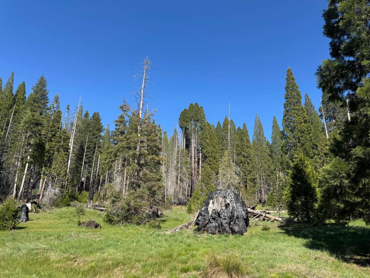 Boole Tree Trailhead photo 5