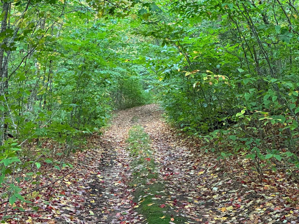 Line Lake East - FS 2572 photo 6