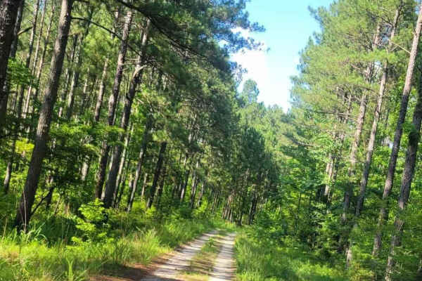 Pearl Branch Road (611)