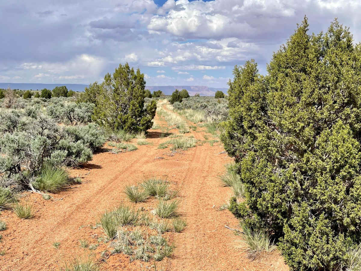 Buffalo Ranch Cutover 632a photo 6