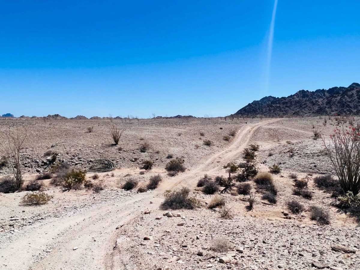 Ocotillo Out and Back 661 photo 6