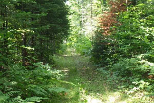 South Little Trout Creek