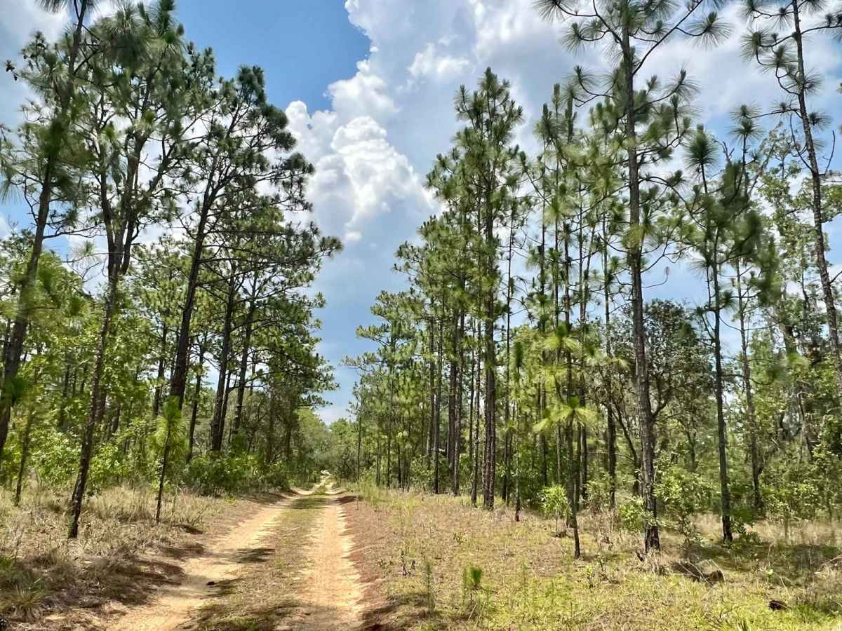 Citrus Wildlife Management | Trail 11 photo 2