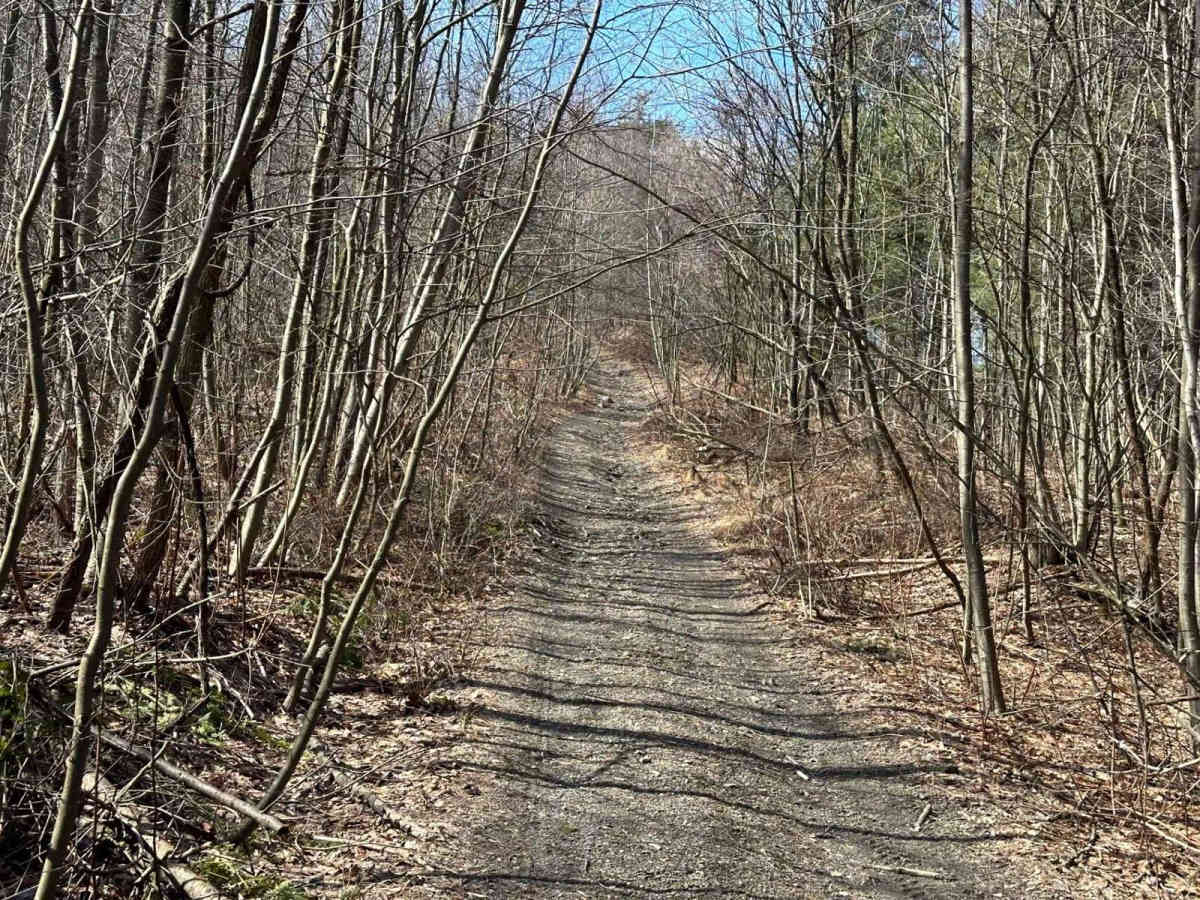 Locust Gap 46 photo 2