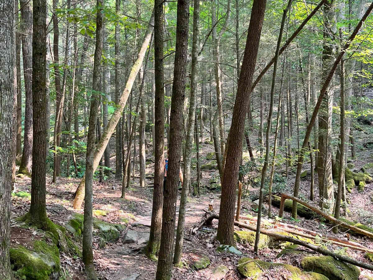 Dog Slaughter (FSR 195) trail photo