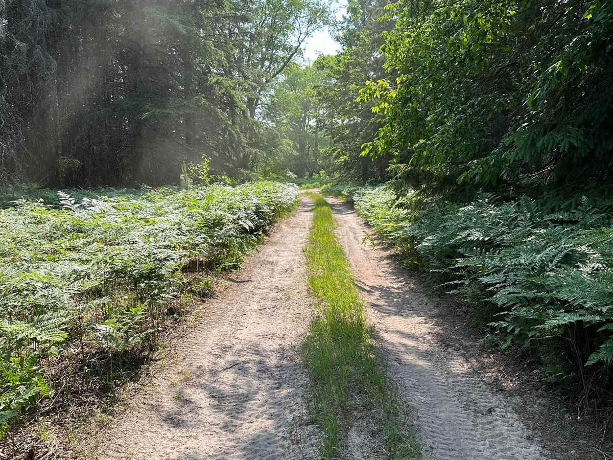 Grass Lake Spur trail photo