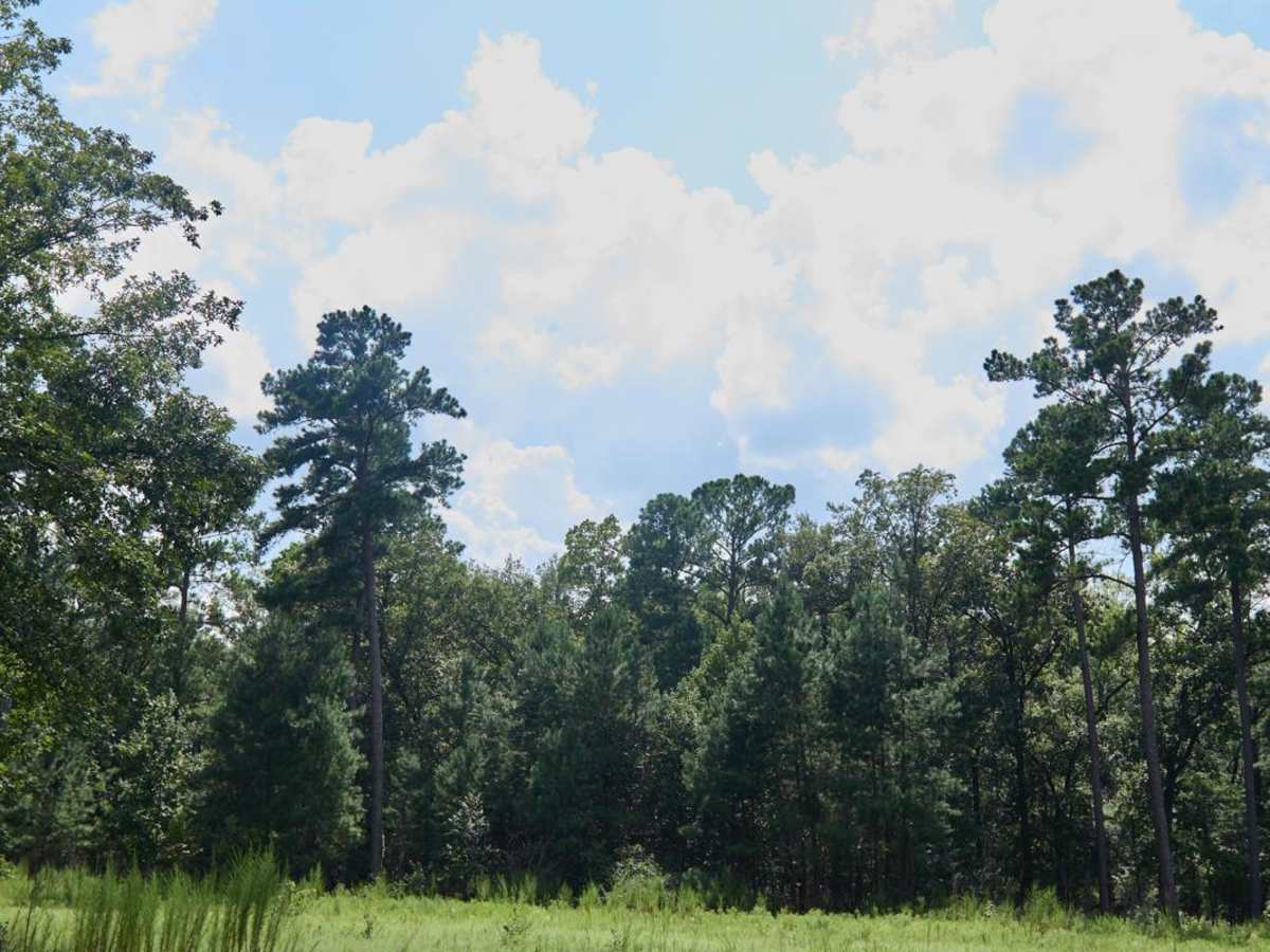 Quail Road photo 5