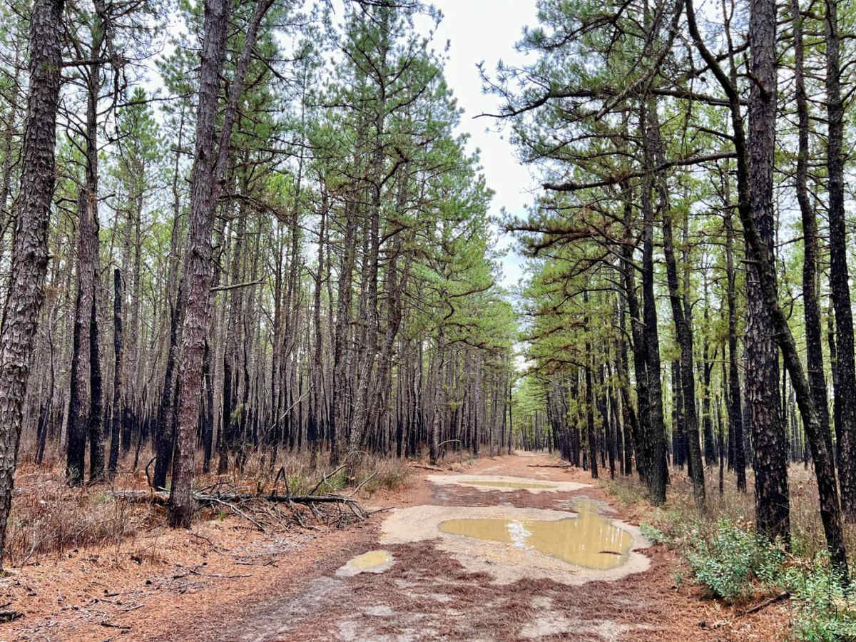 Bear Swamp Hill Loop photo 6