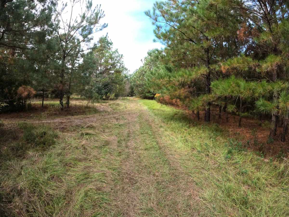 Strickland Drive photo 2