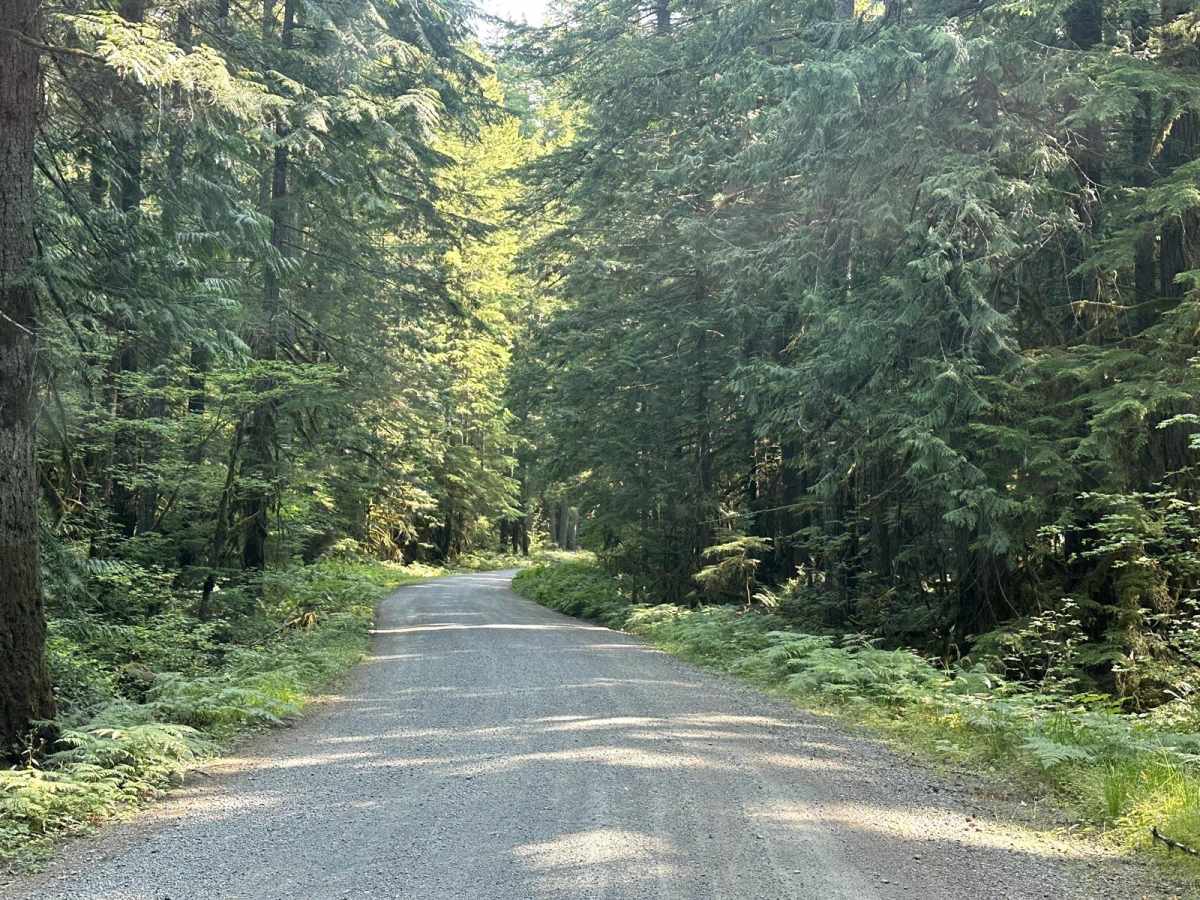 Nooksack River Trail photo 5