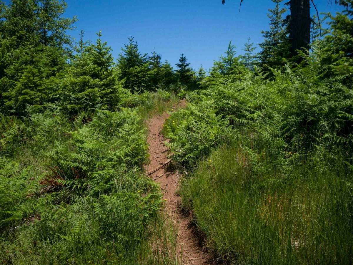 Payne #77 (Part 2) trail photo