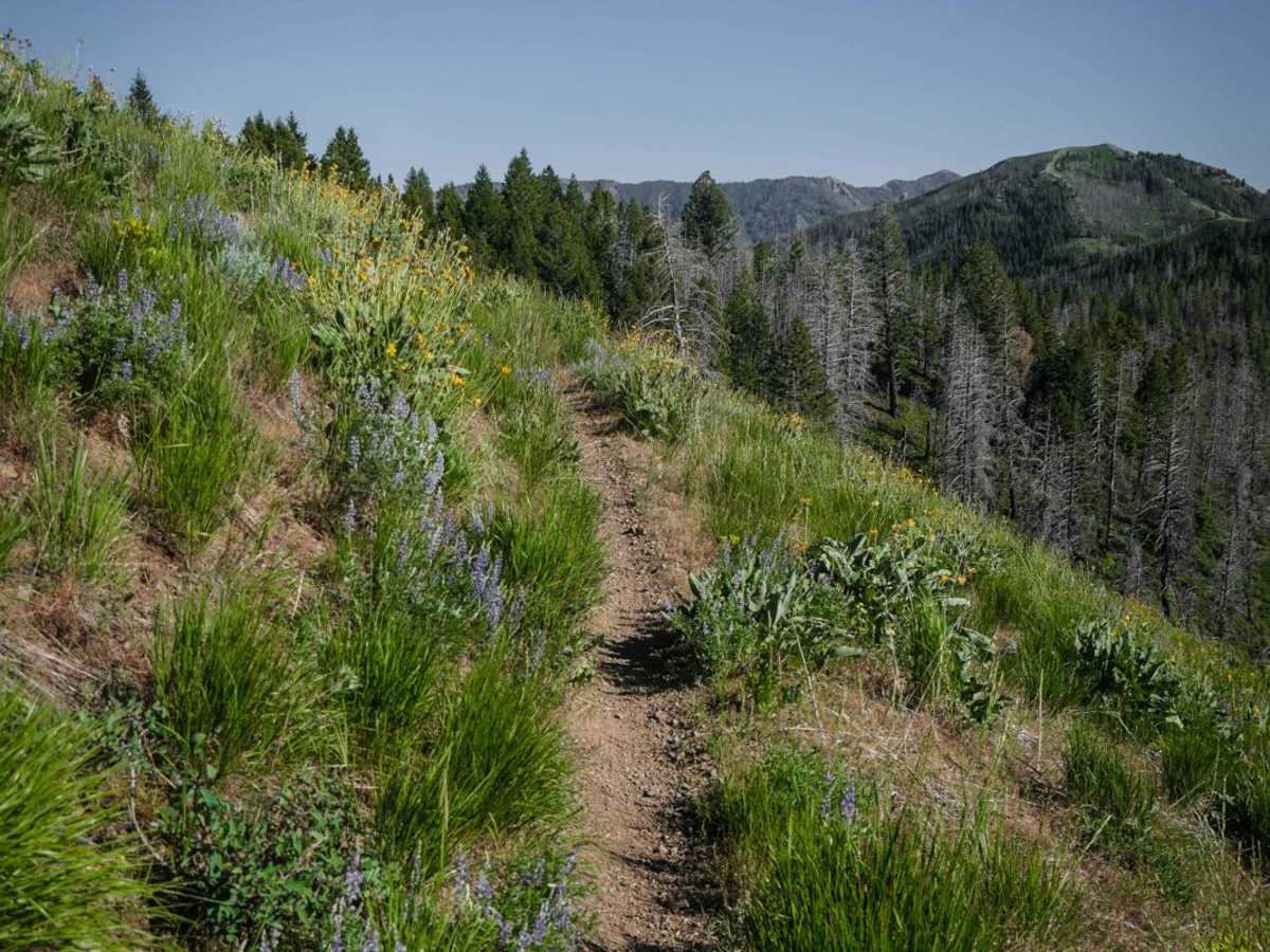 Howard's Trail photo 5