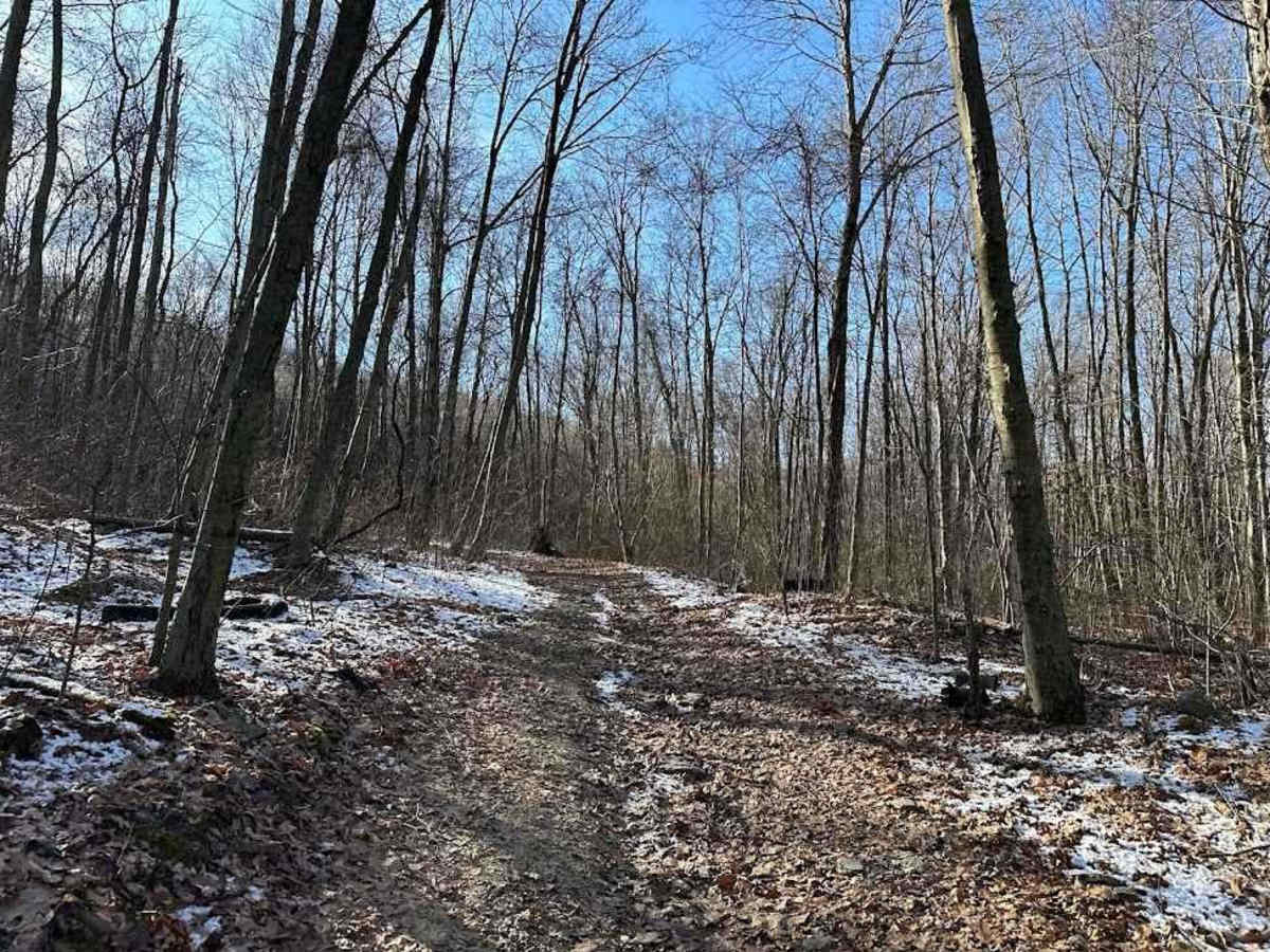 Locust Gap 81 photo 5