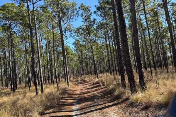 Pettiford Creek Trail 8