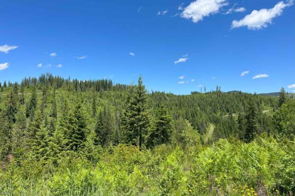 Tree Line Track