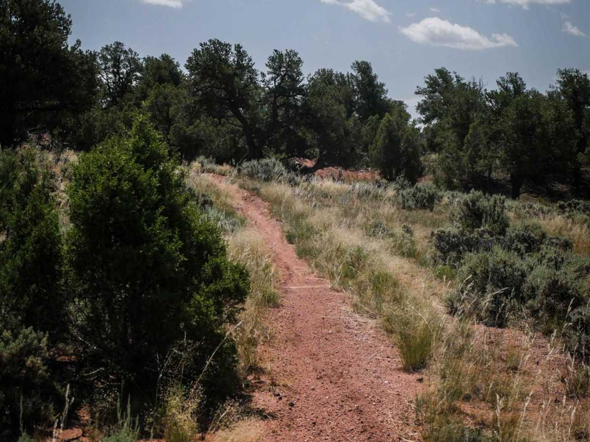 BLM 8625 photo 6