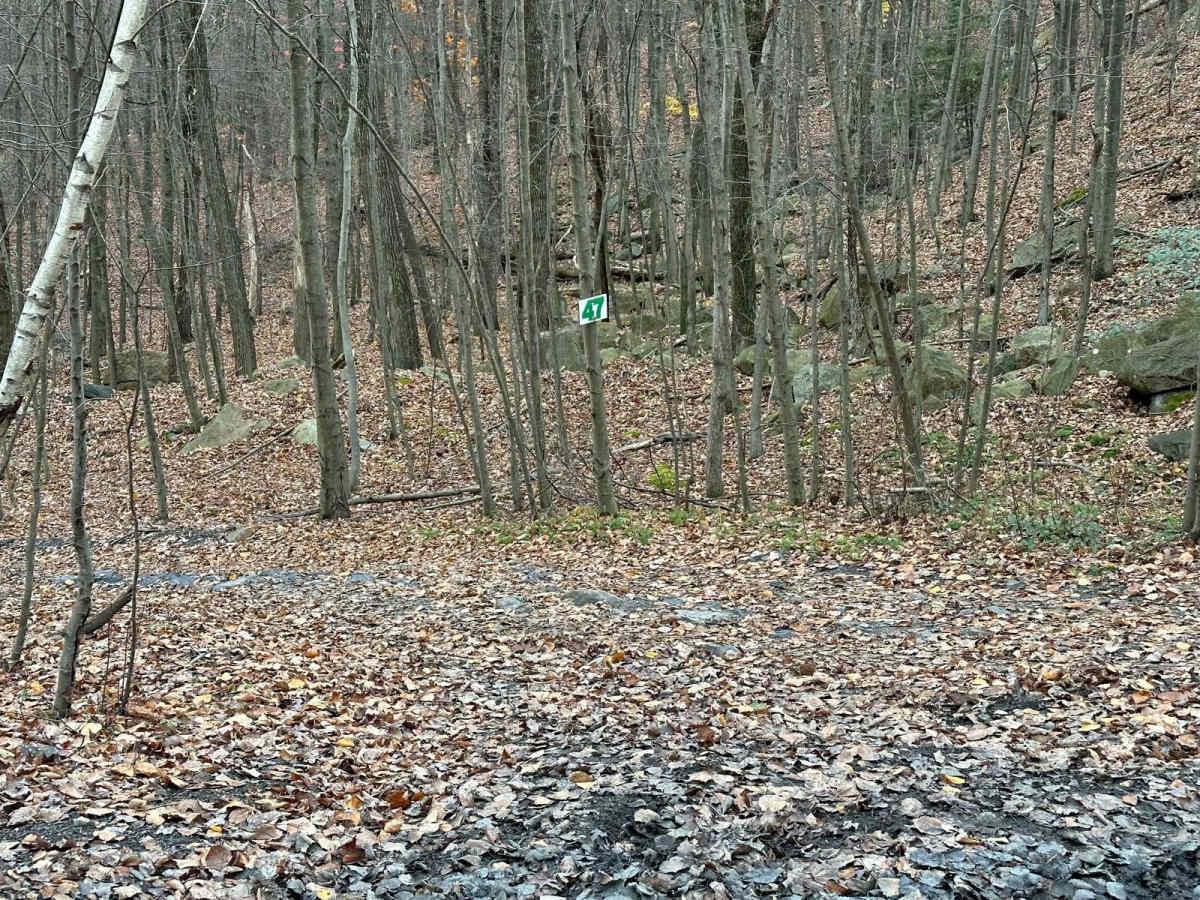 47 Green photo 3