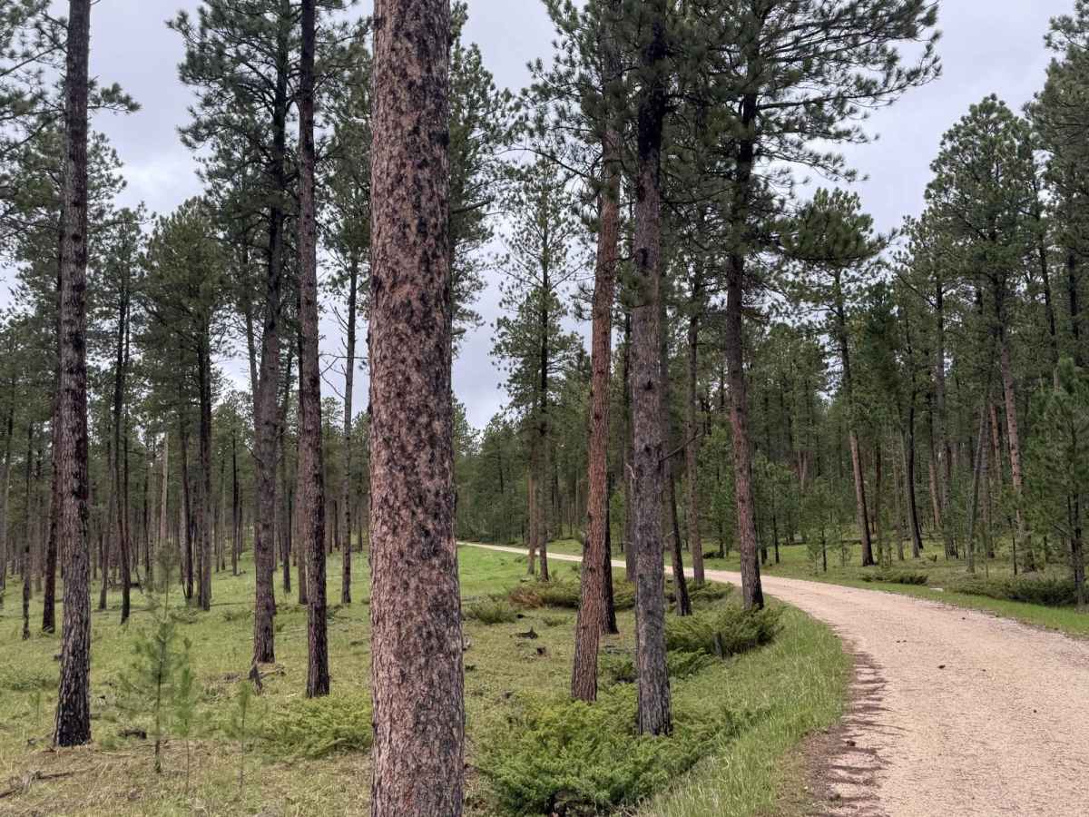 New Moon Loop photo 2