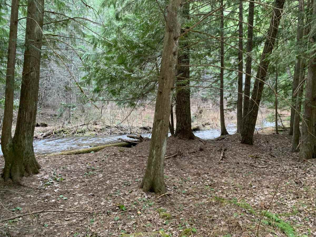 Brown Creek/Downy Creek (207) photo 5