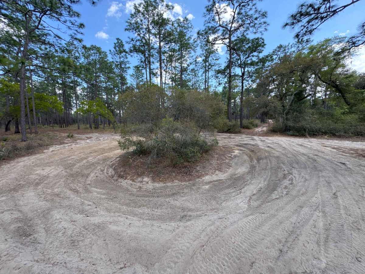 Ocala National Forest 316-7.1 photo 6