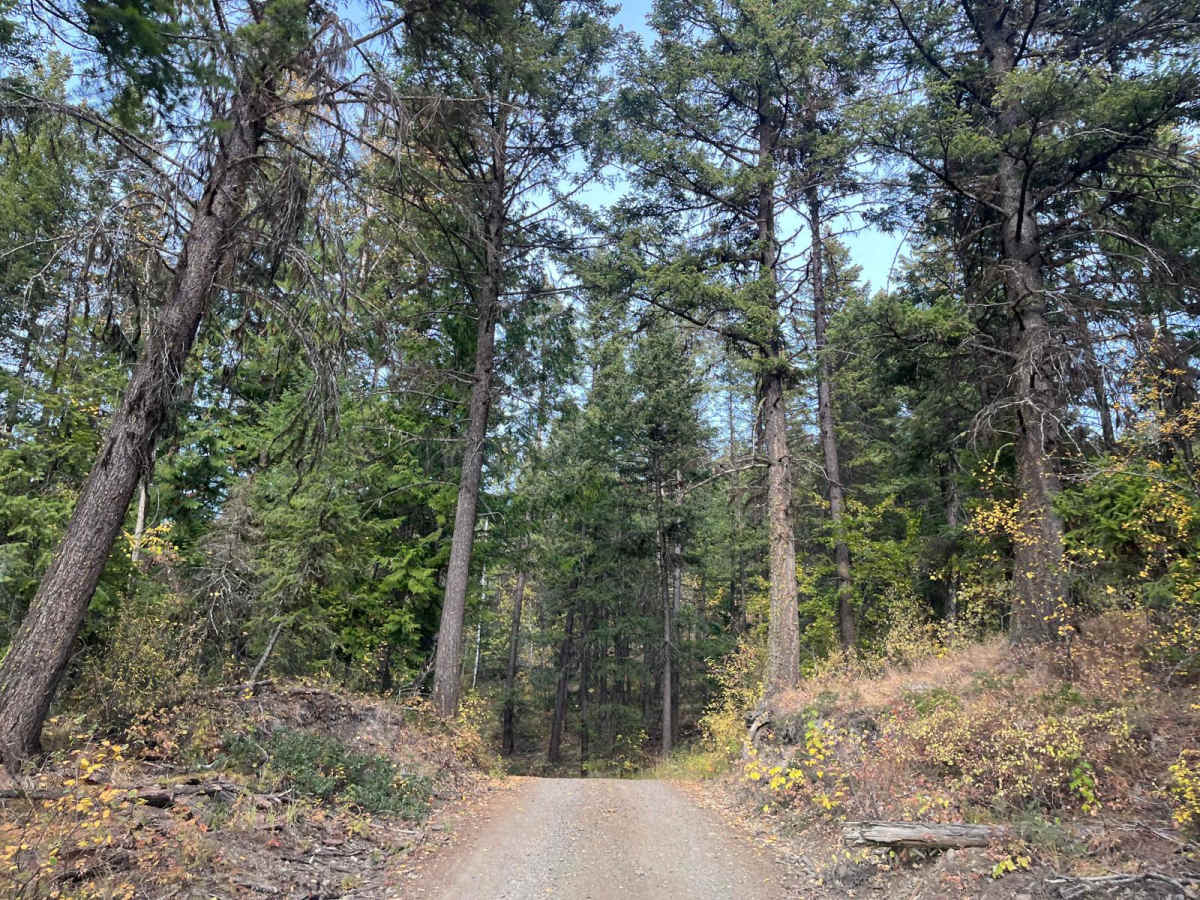 Cedar Hill Road to Pinaus photo 6