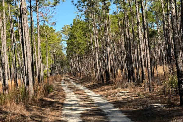 Pettiford Creek Trail
