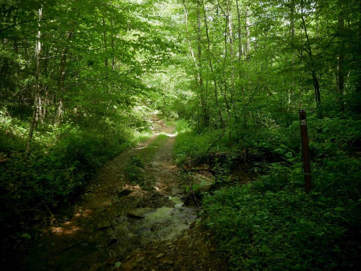 MV25 trail photo