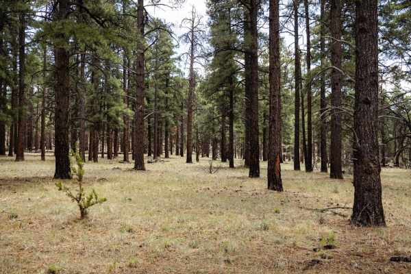 Elk Spring