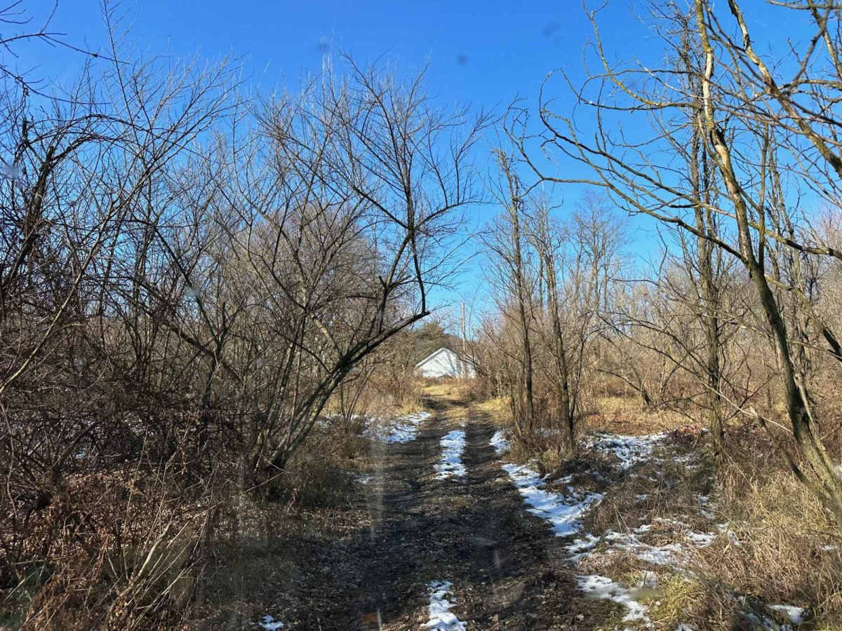 Locust Gap 11 photo 4