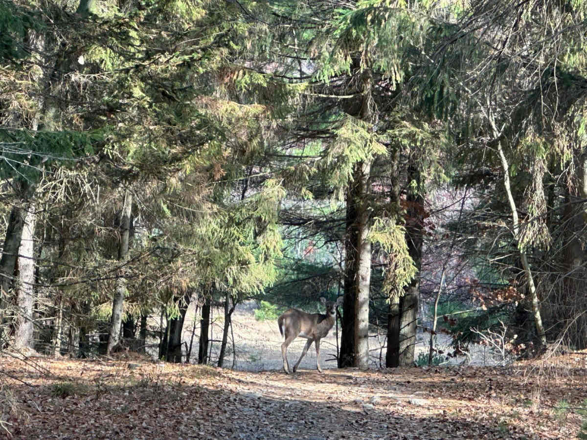 151B trail photo