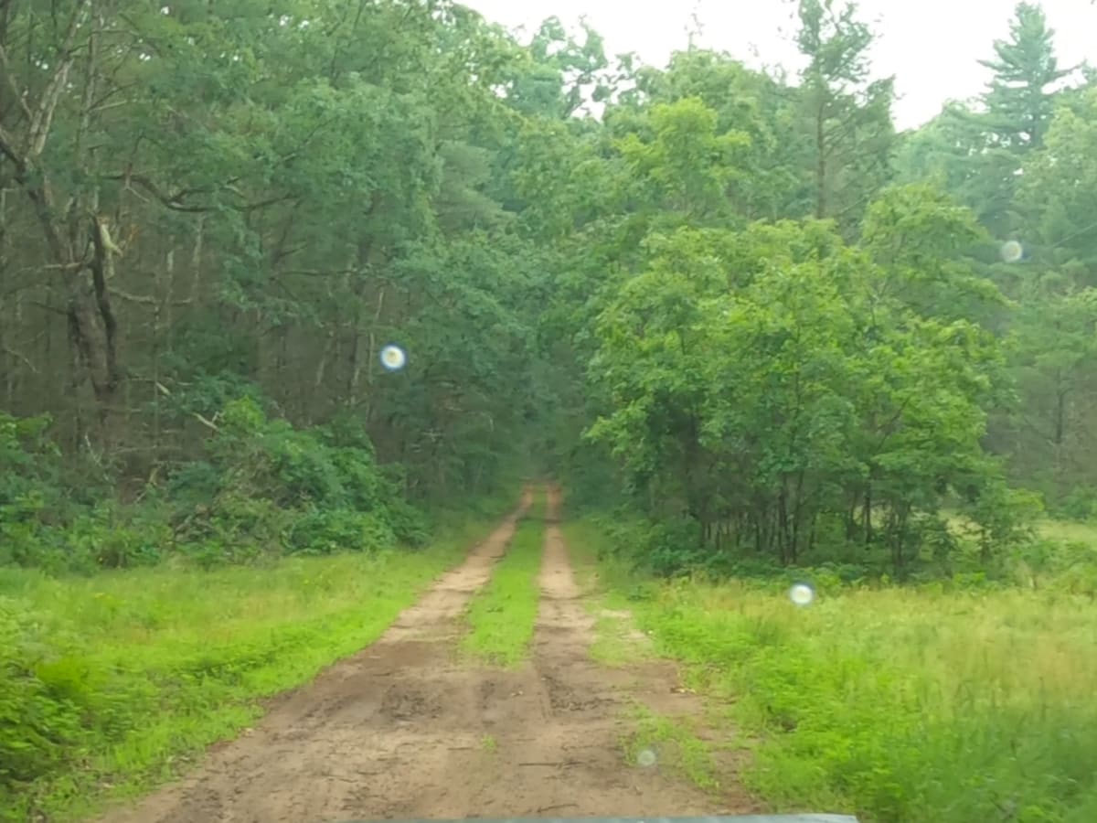 Forest Route 9188 photo 5