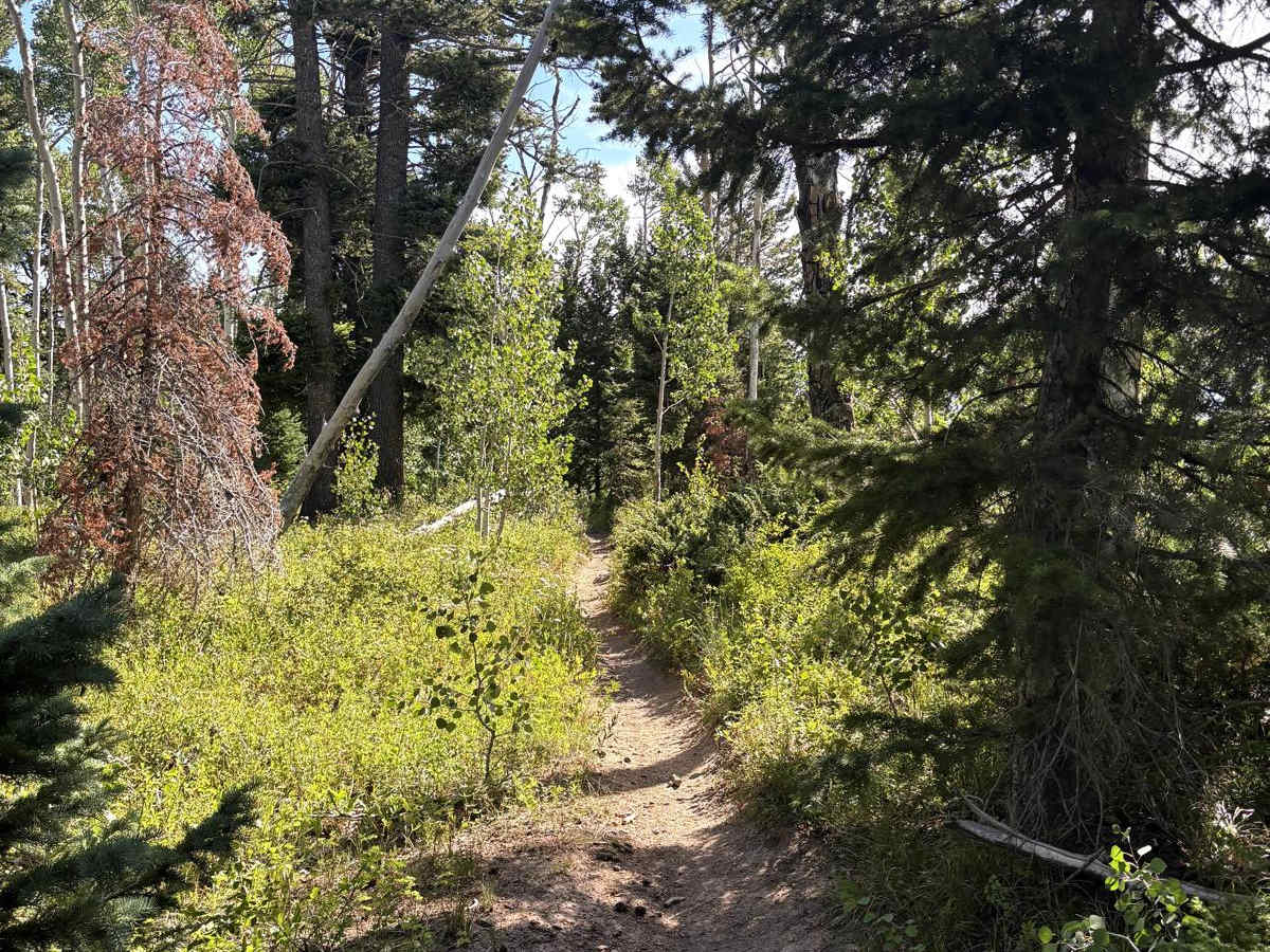 Buck Trail photo 2